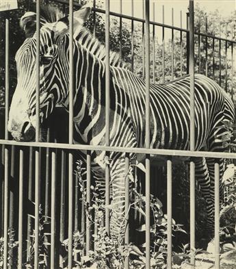 (ITS A ZOO OUT THERE) A suite of 83 photographs depicting animals at the zoo, highlighting giraffes, monkeys, big cats, and more.
